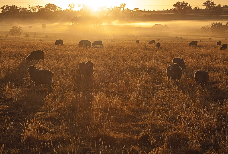 sheep mist.jpg